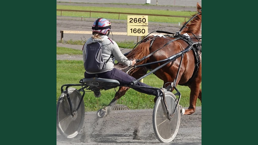 Foto av en travhäst som körs framför sulky i en kurva.