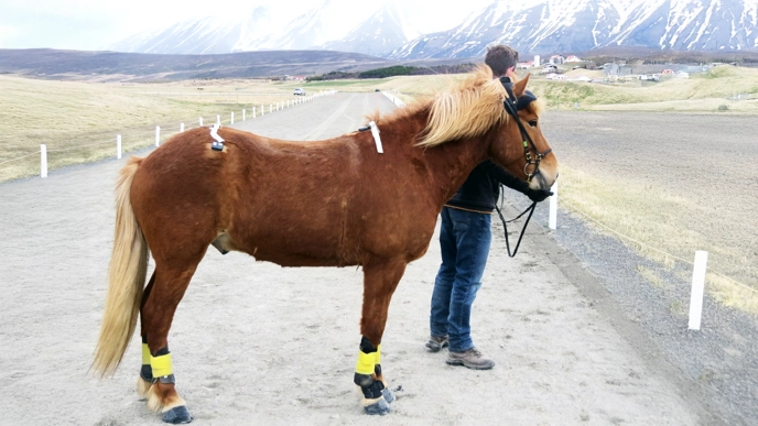 Foto av en islandshäst med mätutrusning ståendes på rundbana.