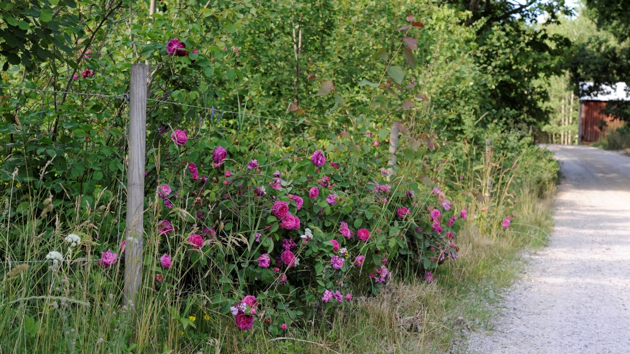 Foto av Grönt kulturarv®s glauca-rosen 'Pustebacken'. Fotot visar en rosenbuske omgärdad av högt gräs, diverse sly och buskar intill en grusväg. Rosen växer och hänger ut igenom ett stängsel med decimeter stora rutor. Blommorna är rosa, stora och tättfyllda och syns tydligt i den gröna omgivningen. I slutet av vägen syns en faluröd husvägg.
