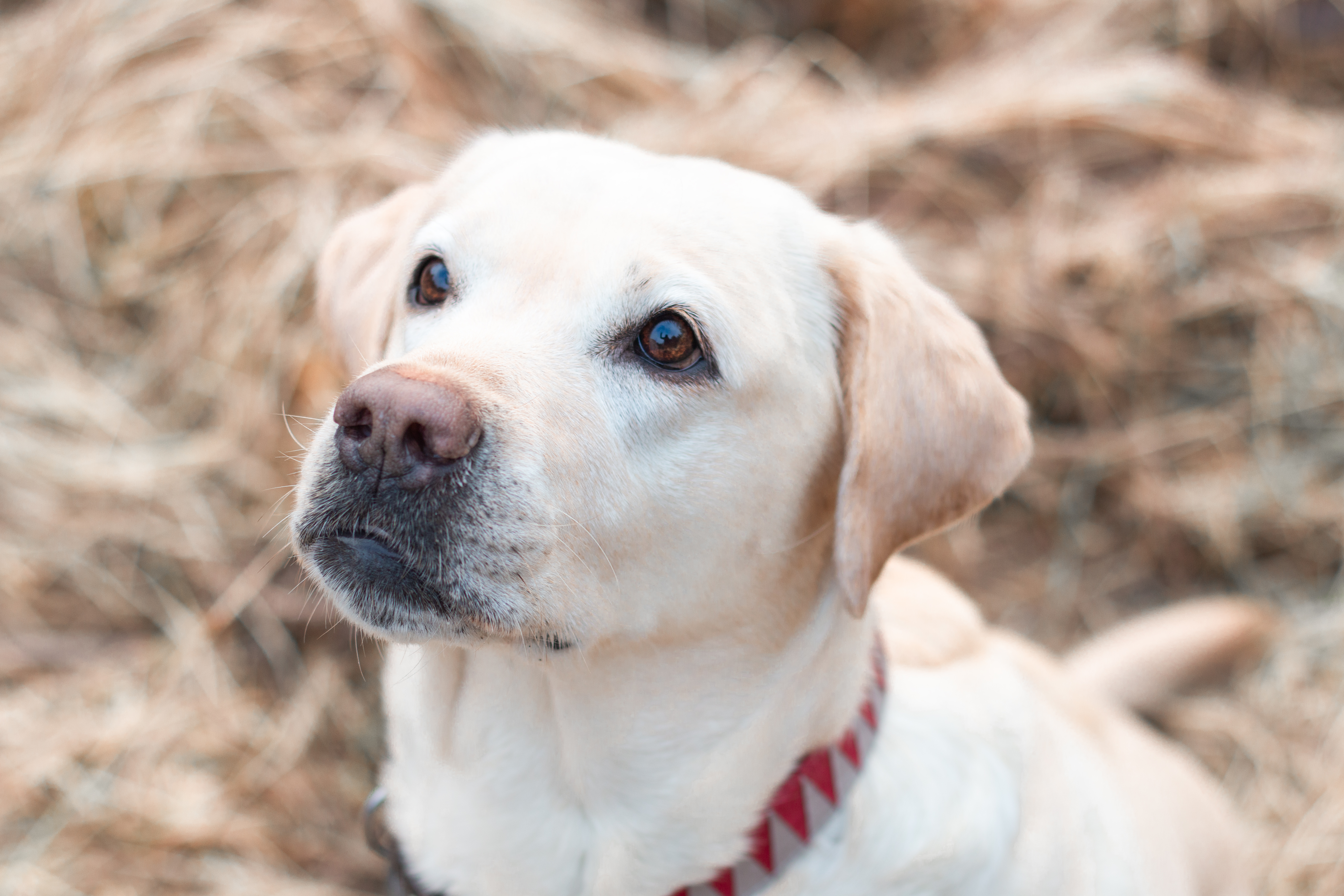Yellow labrador