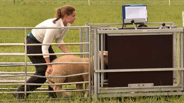 En tjej i vitt tröja och mörka byxor föser in ett lamm i en våg ute på betet.