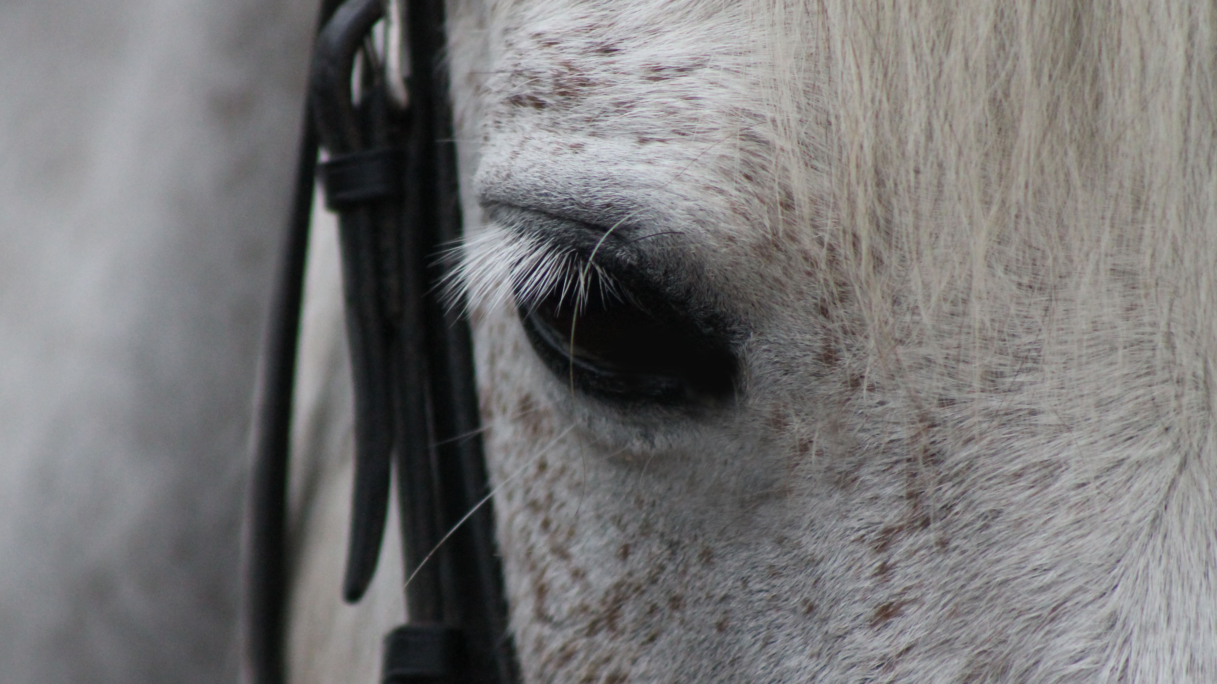 Foto av ett hästöga på en skimmel med träns på.