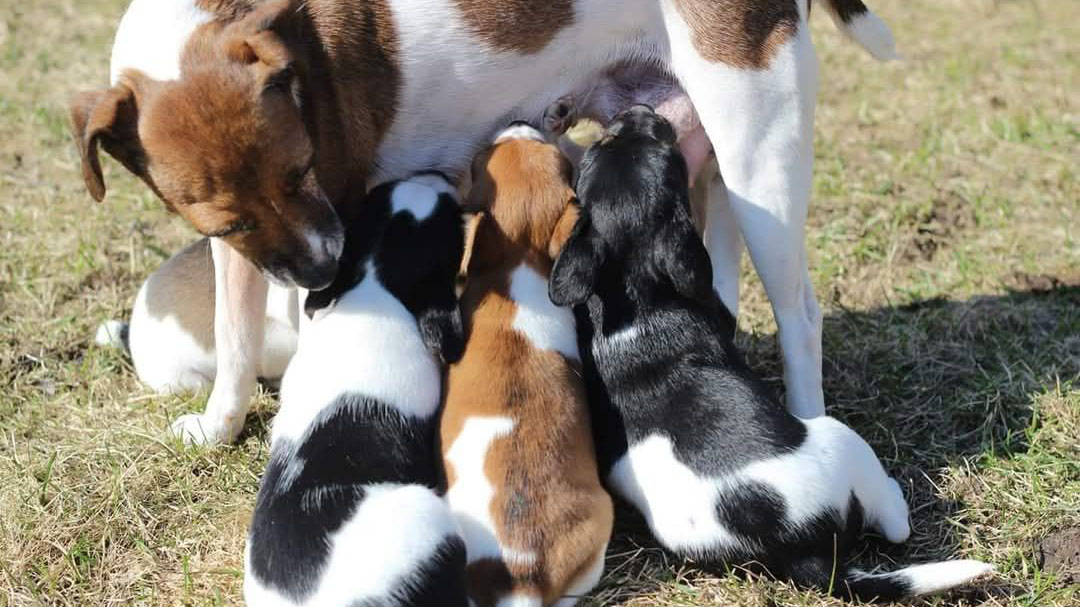 En tik av rasen dansksvensk gårdshund står upp medan valpar diar. Foto.