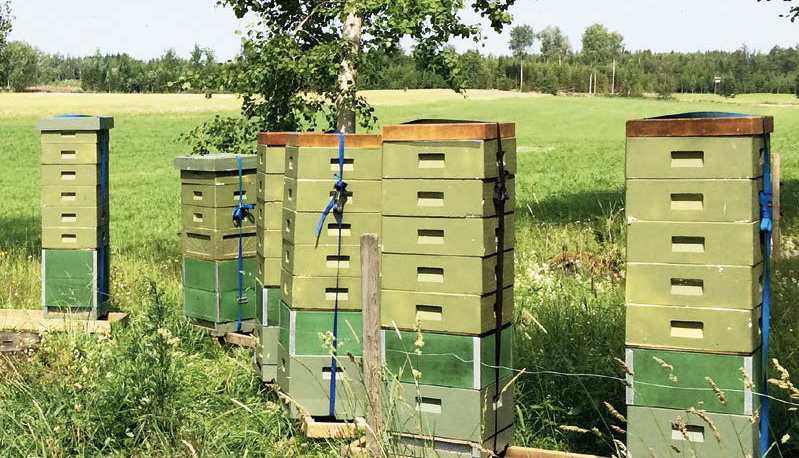 beehive