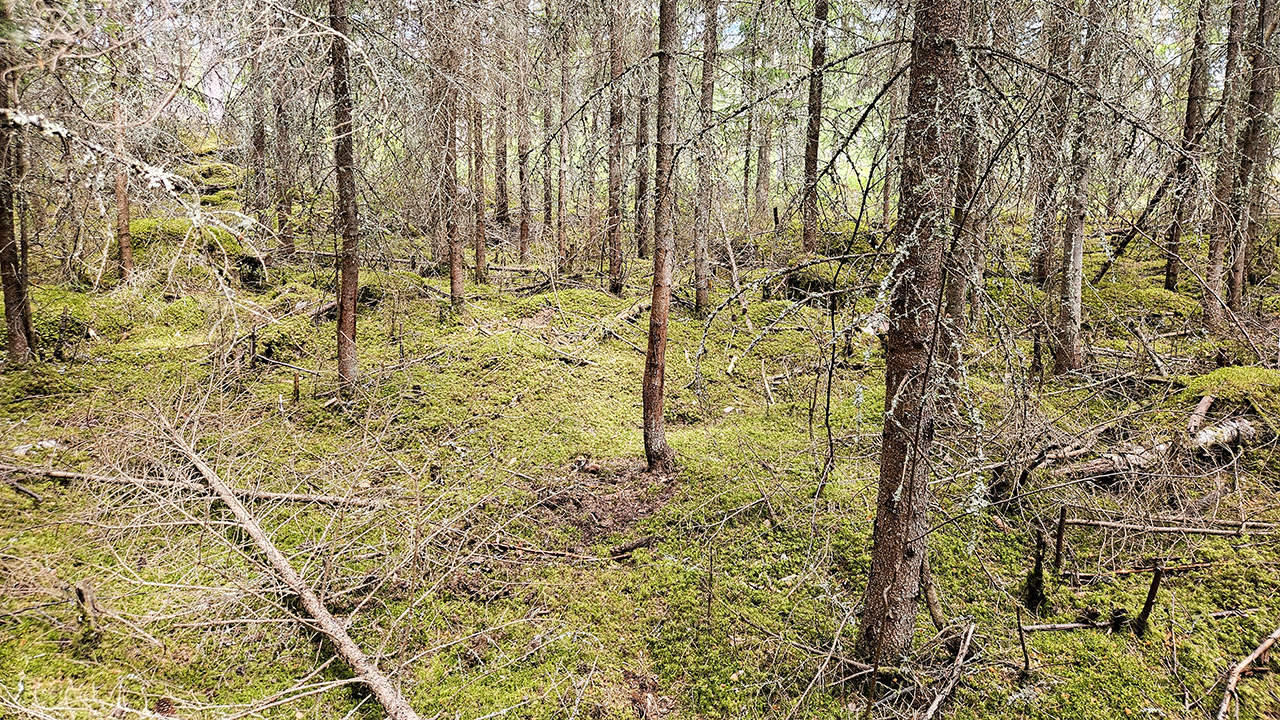 Gles barrskog med tunna granar och tallar där marken är täckt av grön mossa, kvistar och fallna stammar. Terrängen är ojämn med små kullar och stenblock, och träden står glest med många torra, nakna grenar som hänger ner. Foto.