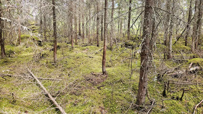 Gles barrskog med tunna granar och tallar där marken är täckt av grön mossa, kvistar och fallna stammar. Terrängen är ojämn med små kullar och stenblock, och träden står glest med många torra, nakna grenar som hänger ner. Foto.