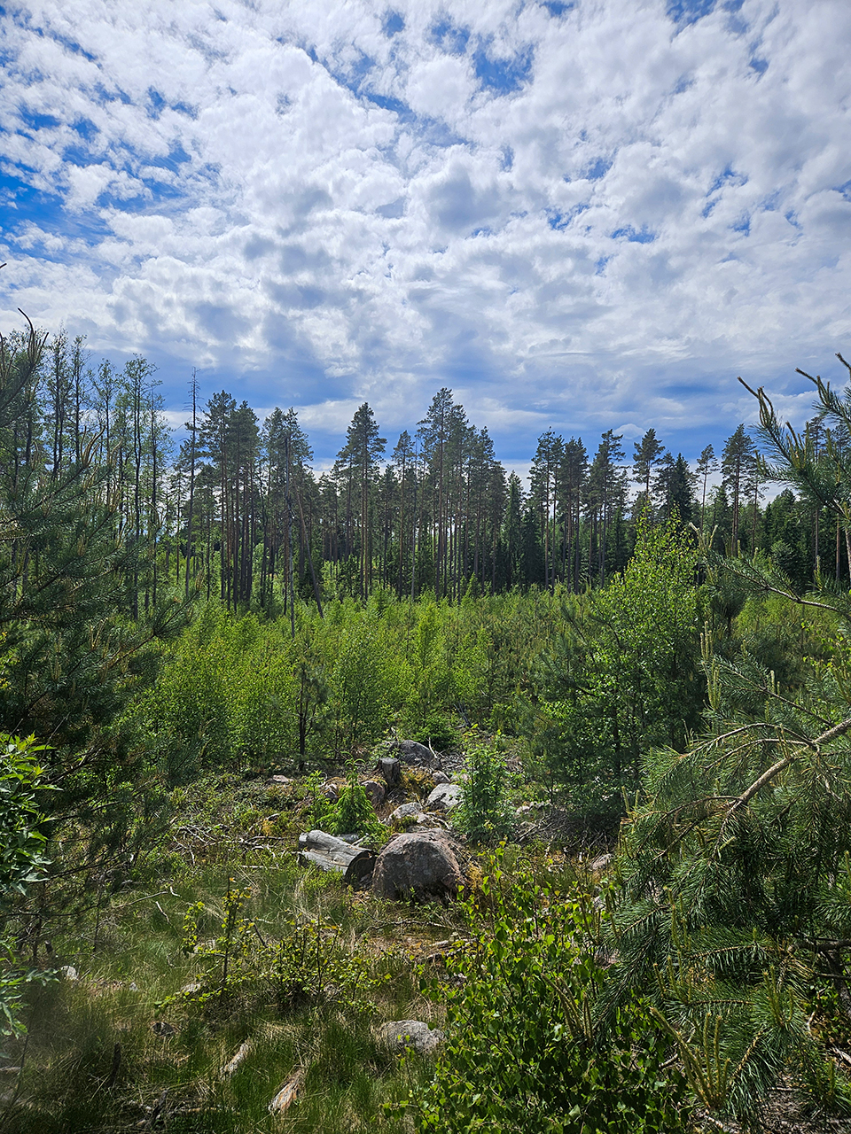 Öppen skogsmiljö med varierad höjd. I förgrunden finns låg vegetation med gröna buskar, gräs och spridda stenar i olika storlekar, samt en liggande, grånad trädstam. Marken är ojämn och delvis täckt av växter. Längre bort står en tät rad av höga, raka tallar med smala stammar och gröna kronor högst upp. Bakom träden breder en stor himmel ut sig, täckt av tjocka, fluffiga moln i vitt och grått, med blå himmel som syns mellan molnen. Ljuset är dagsljus och ger ett klart, naturligt intryck. Foto.