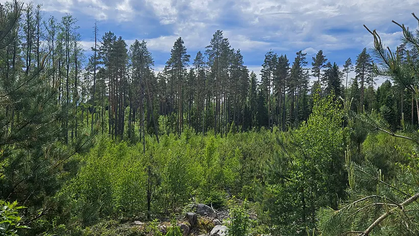 Öppen skogsmiljö med varierad höjd. I förgrunden finns låg vegetation med gröna buskar, gräs och spridda stenar i olika storlekar, samt en liggande, grånad trädstam. Marken är ojämn och delvis täckt av växter. Längre bort står en tät rad av höga, raka tallar med smala stammar och gröna kronor högst upp. Bakom träden breder en stor himmel ut sig, täckt av tjocka, fluffiga moln i vitt och grått, med blå himmel som syns mellan molnen. Ljuset är dagsljus och ger ett klart, naturligt intryck. Foto.