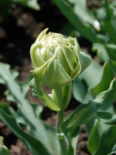Grönt kulturarv®s-tulpanen 'Granlunda' i närbild. Fotot visar en blomma som är påväg att slå ut. Färgen på knoppen går i ljustgrönt till vitt och blombladen är något vågiga. I bakgrunden syns det krispigt gröna bladverket och inemellan öppen jord.