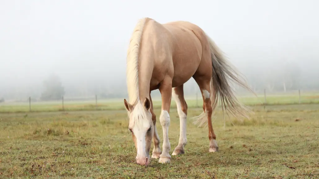 Picture of horse with the color palomino outside in the fog.