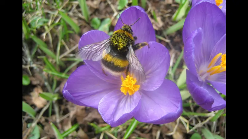 Humla täckt av pollen på en lila blomma.