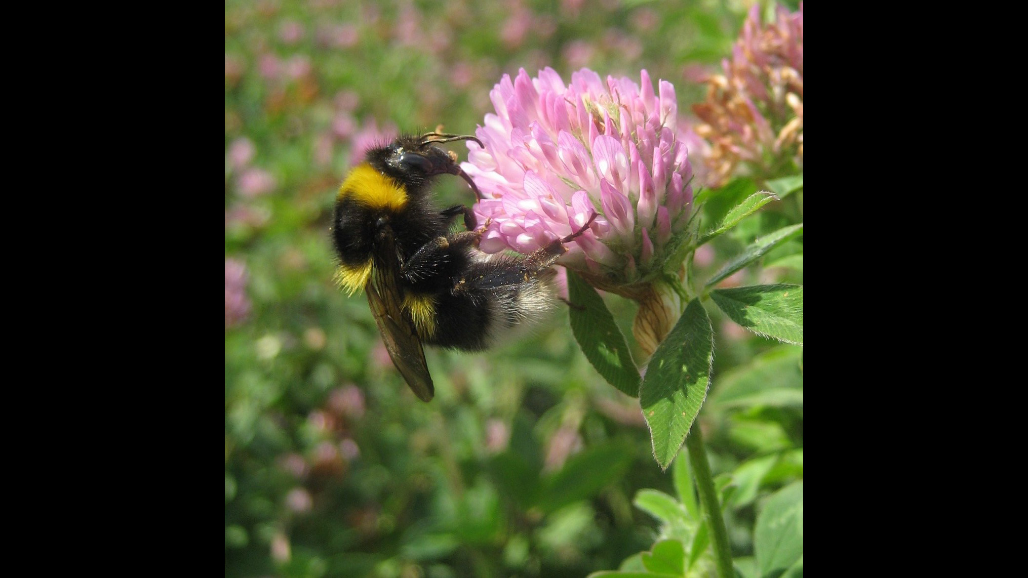 Humla som samlar nektar på en rosa blomma.