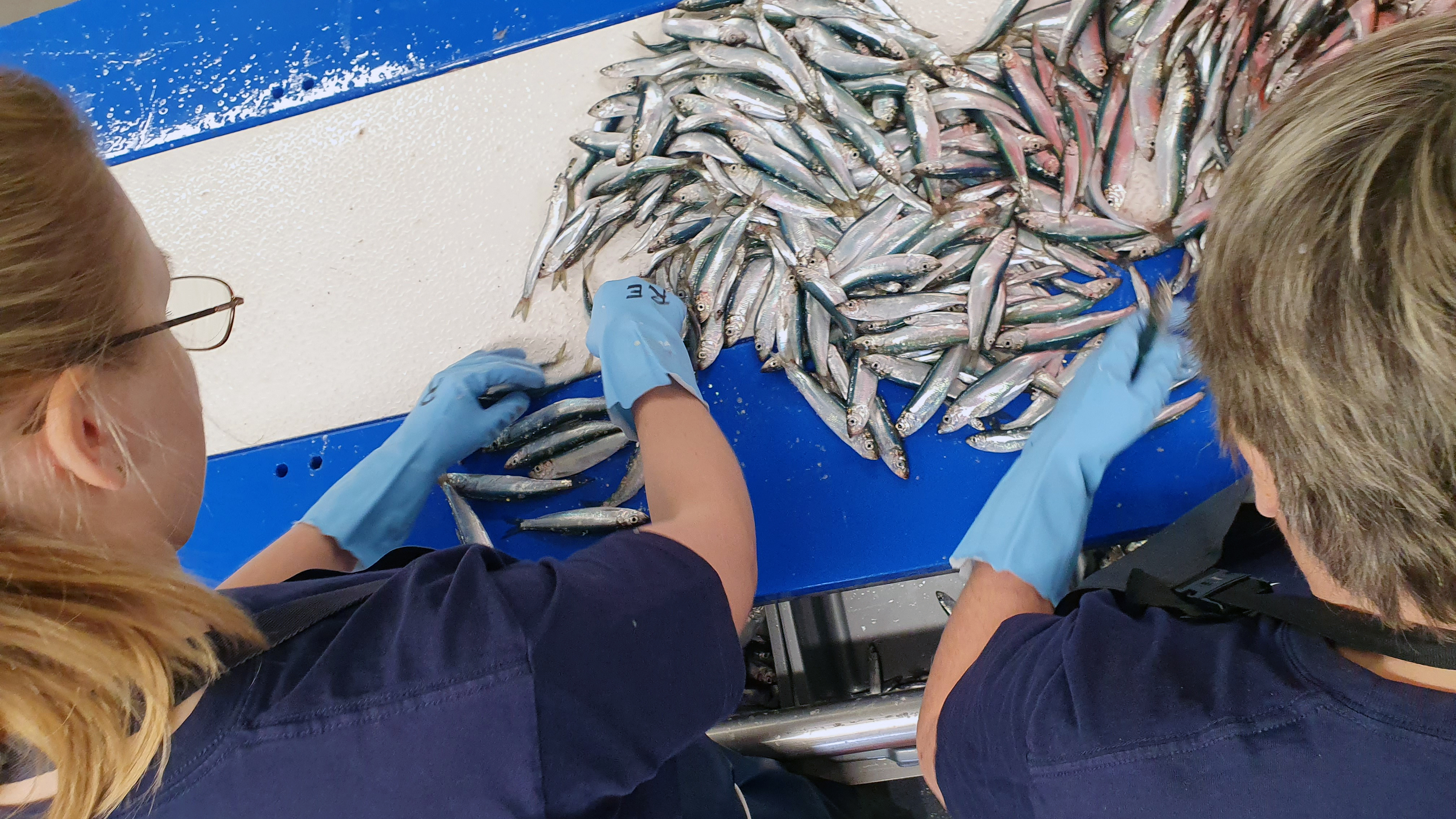 Två personer sorterar fisk i labb