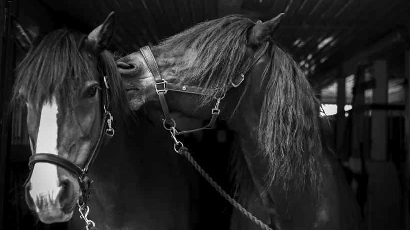 Black-and-white photo of two cold-blooded trotters (horses) sniffing each other’s manes while standing in halters in the stable aisle.