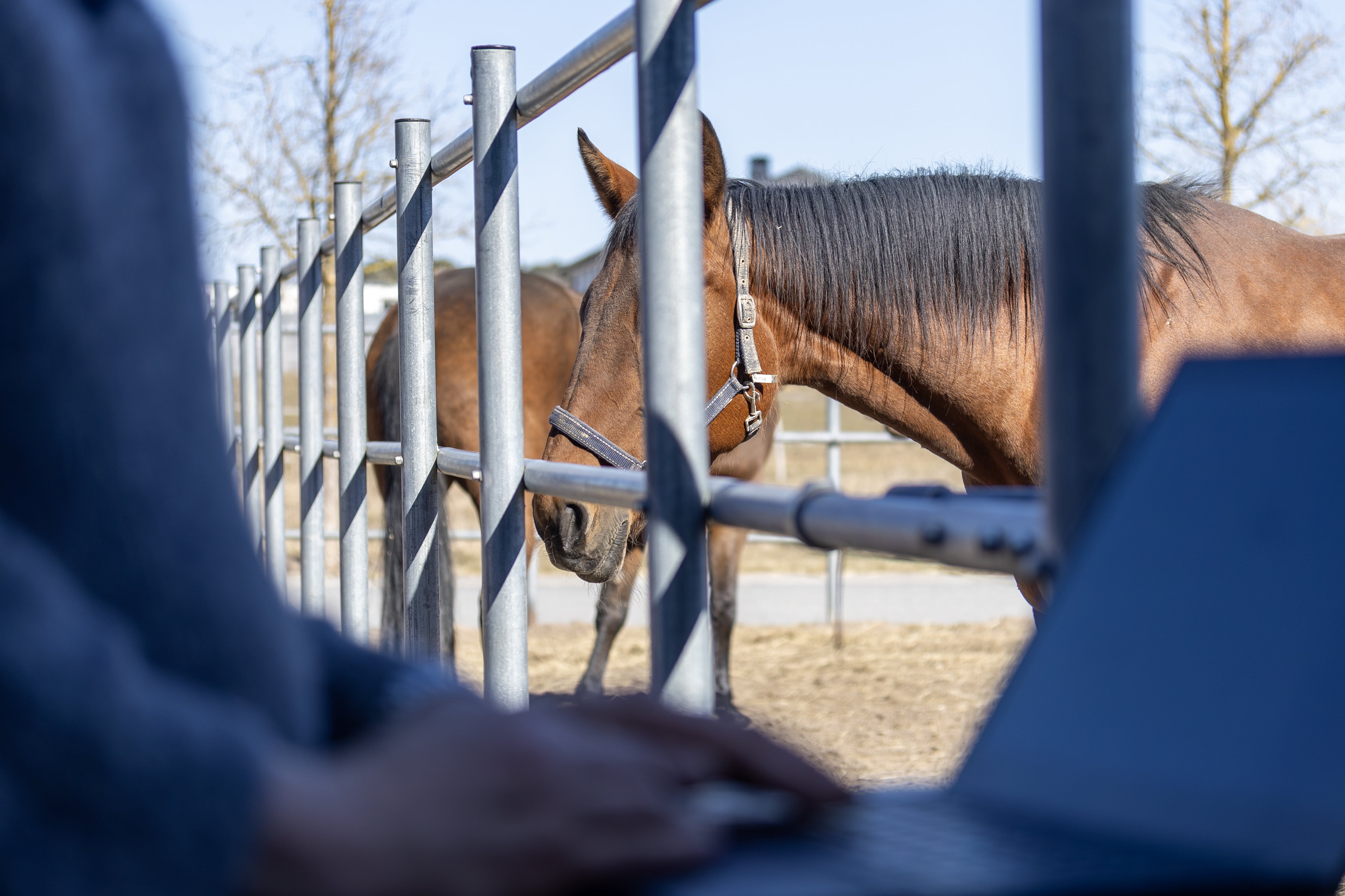Photo of a woman standing at her computer in the foreground (Susanne Eriksson, SLU) and horses in a pasture in the background.