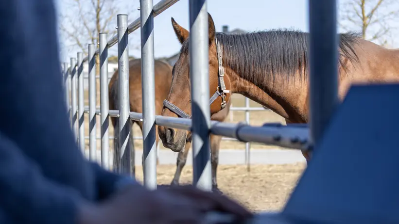 Photo of a woman standing at her computer in the foreground (Susanne Eriksson, SLU) and horses in a pasture in the background.
