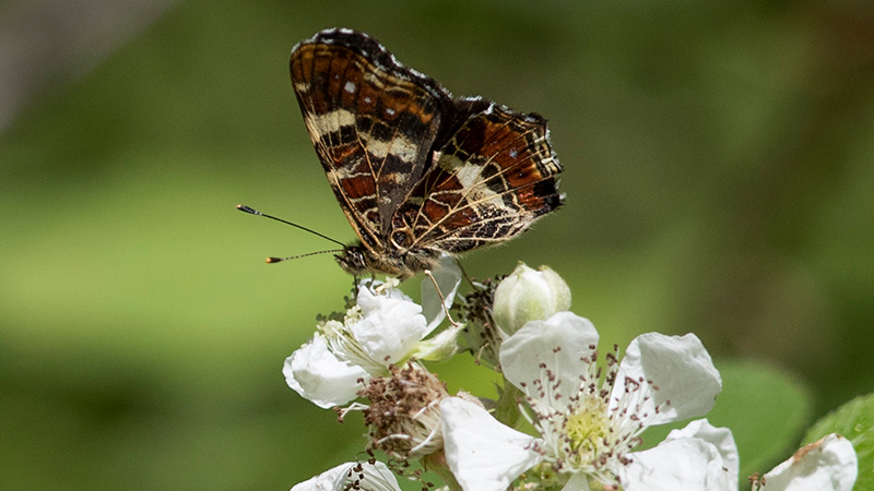 Fjäril med brun-vita vingar sitter på vit blomma. Foto