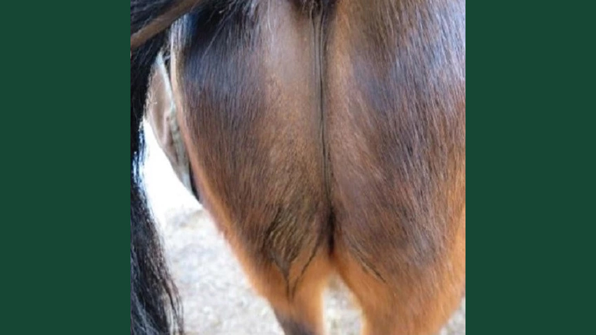 Photo of the rear end of a horse, after diarrhea.