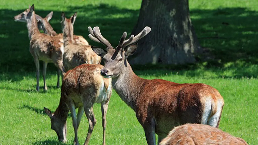 red-deer-outdoors