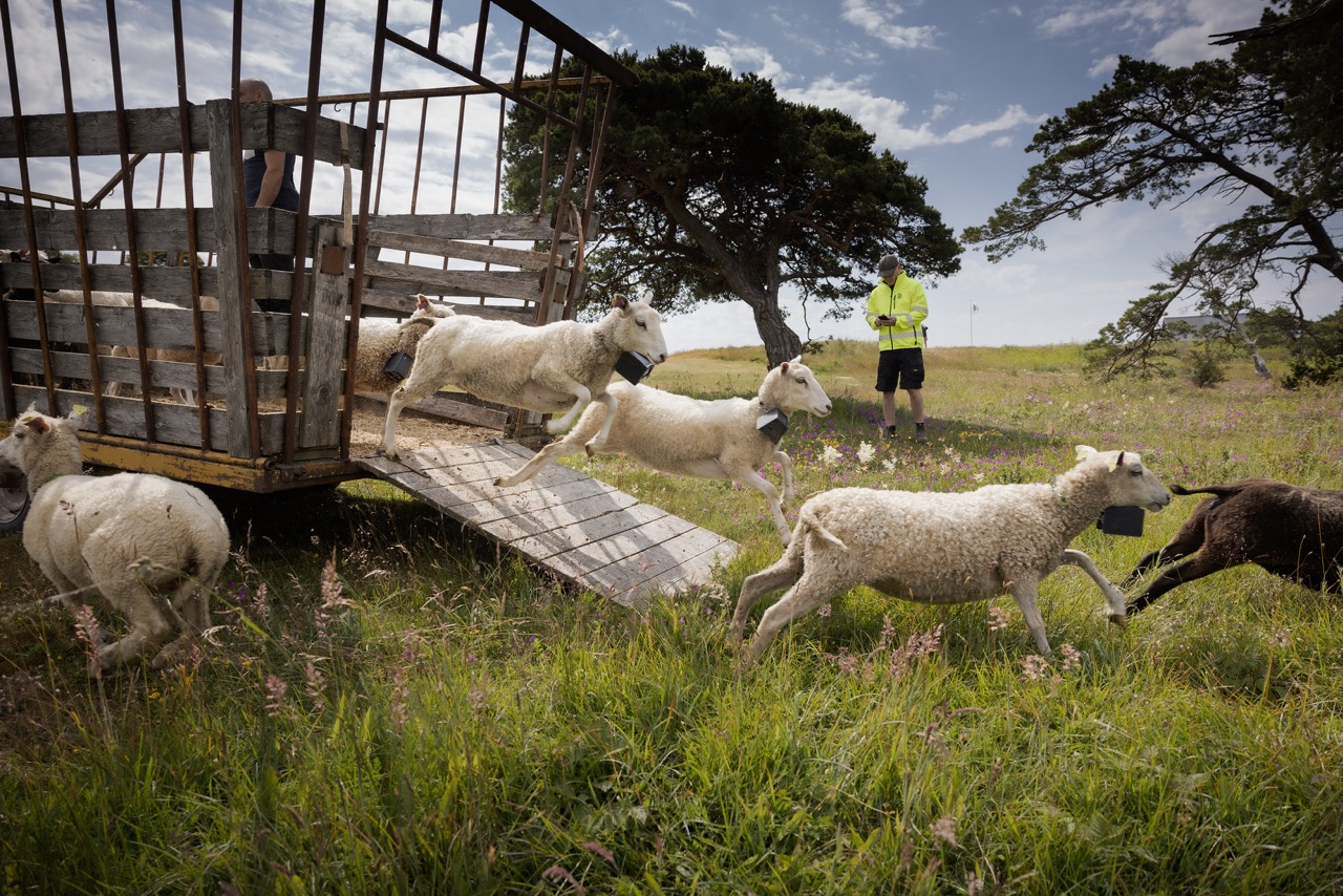 Lamm släpps ut på bete från en transportvagn, en person står i bakgrunden och håller koll. Foto.