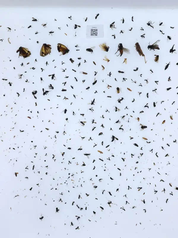 Hundratals insamlade insekter mot vit bakgrund.