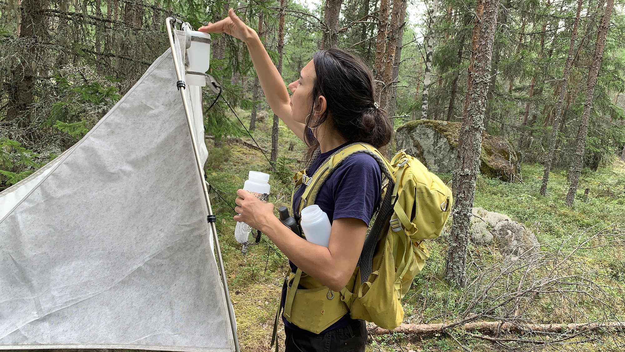 Kvinna byter flaska i tältliknande insektsfälla.