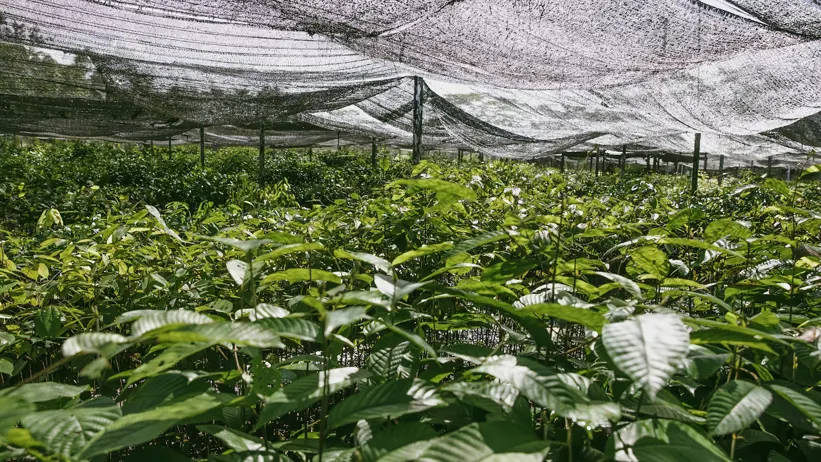 I området har över 90 inhemska trädarter drivits upp och planterats ut, vilket lett till en rik biodiversitet. Bild: Susanna Bergström, SLU.
