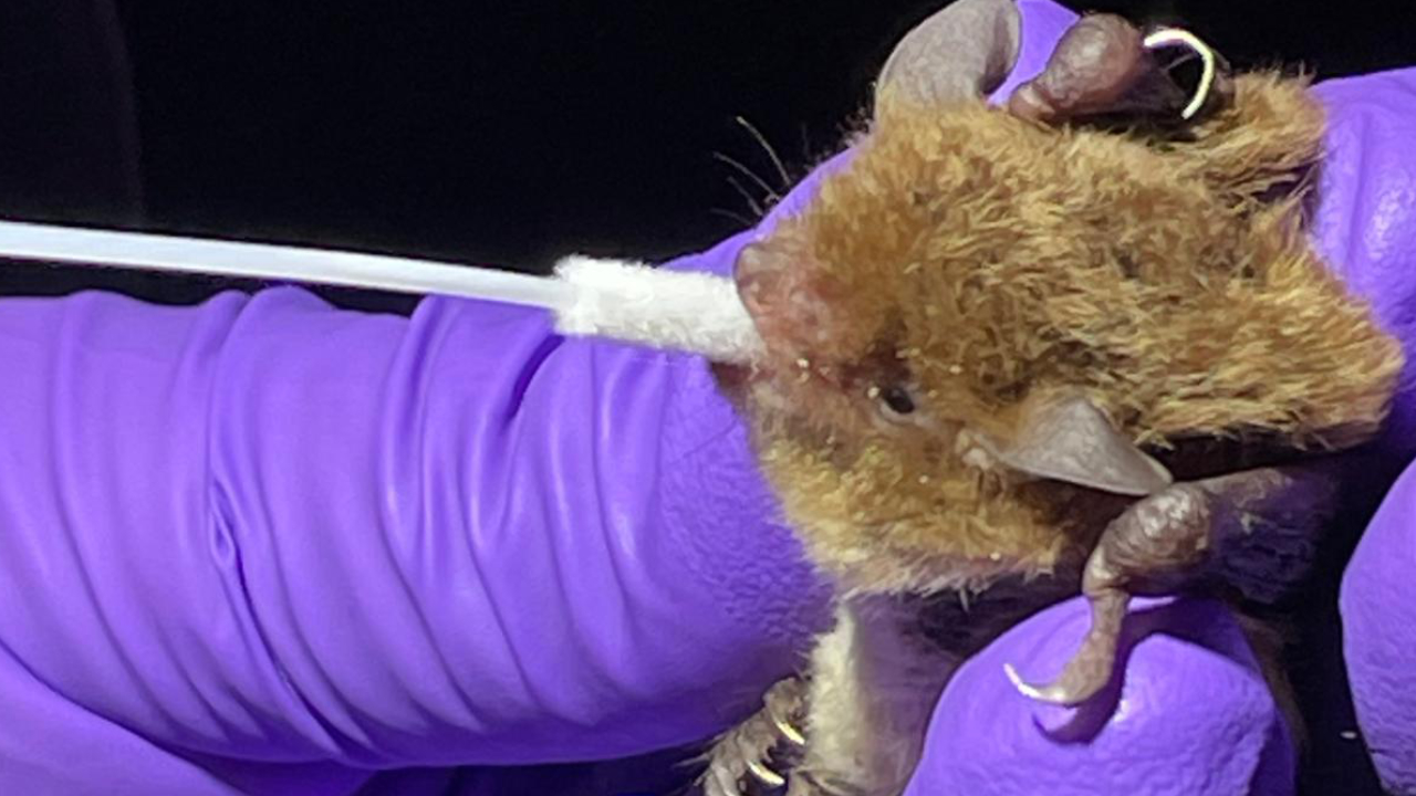 A bat is gently held by a gloved hand as a swab touches its mouth. 