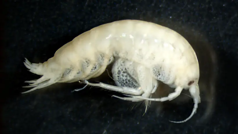 Microscope image of amphipod.