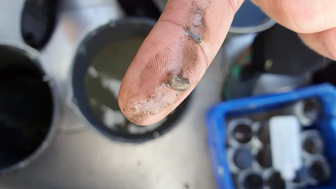 Vitmärla på fingertopp. Foto.