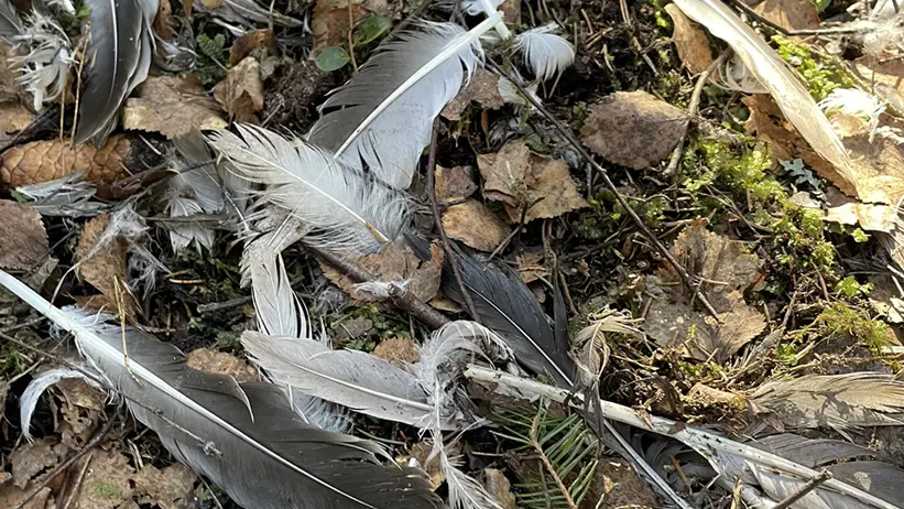 Skogsgolv täckt av torra löv, mossa och utspridda fågelfjädrar i vitt, grått och mörkare nyanser. Små gröna växter växer bland löven och mossan. Foto.