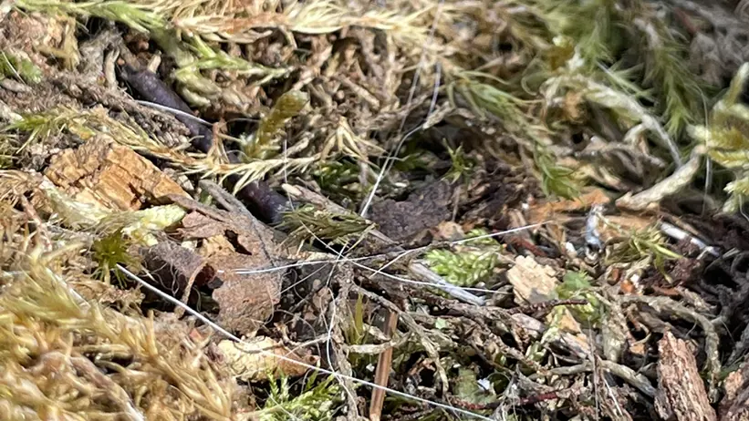 Närbild av ett skogsgolv med mossa, kvistar, löv och annat naturligt material. Bilden domineras av gröna och bruna nyanser, med solljus som filtreras genom träden. Foto.
