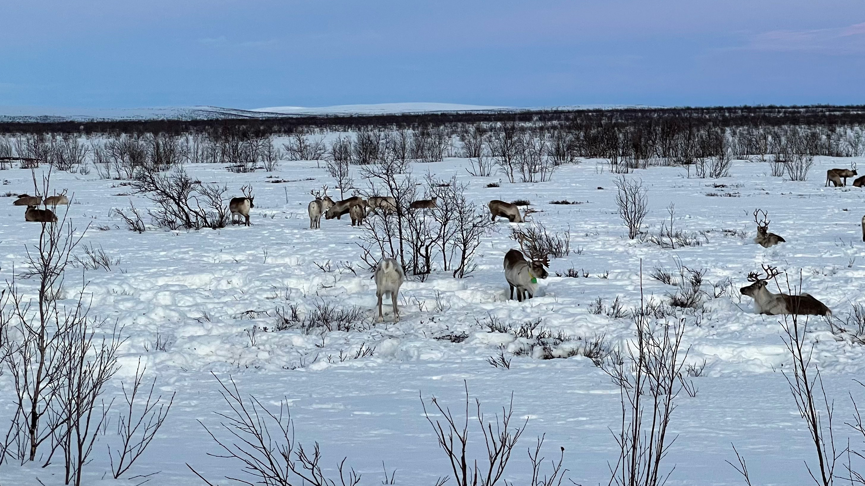 En flock renar i ett snötäckt landskap med fjäll i bakgrunden. 