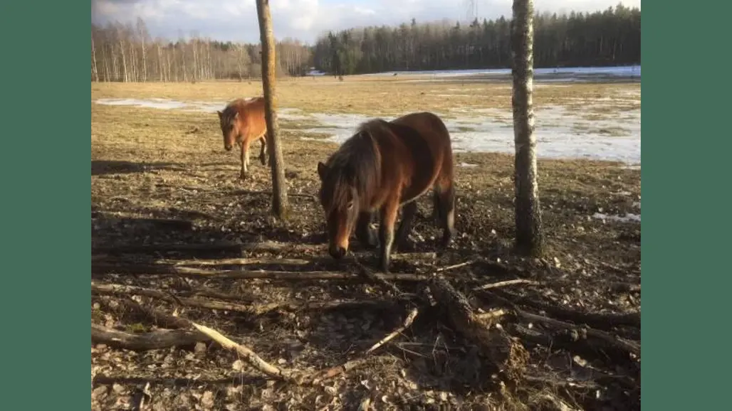 Photo of Gotland ponies outdoors on natural pasture during spring.
