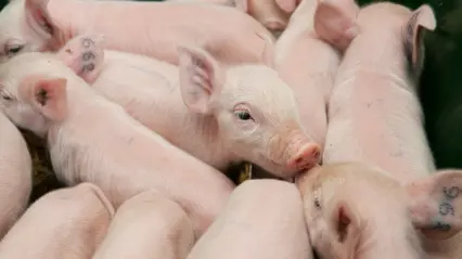 Piglets