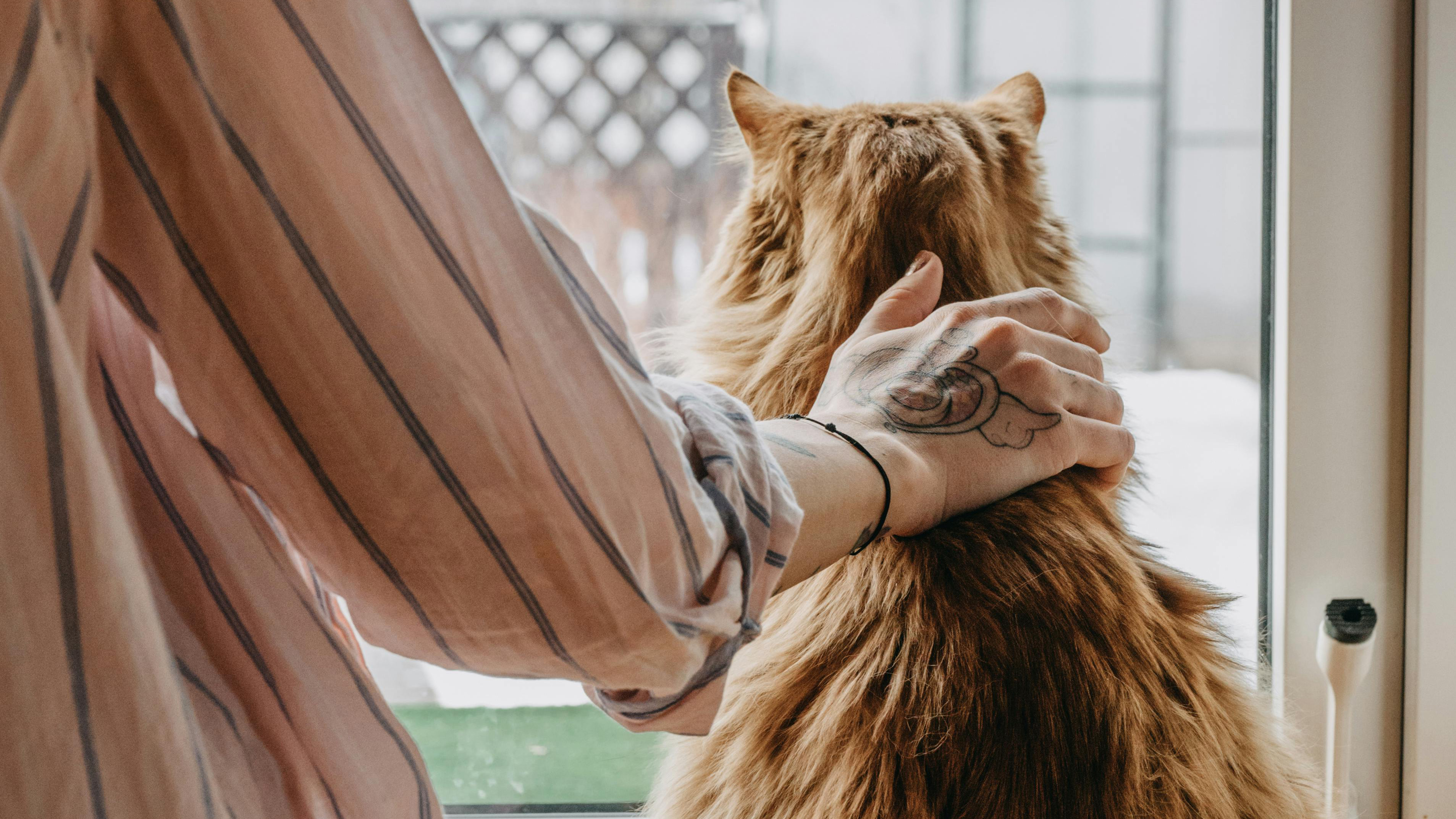 En hand med tatuering klappar en orange katt som tittar ut genom ett fönster. Foto.