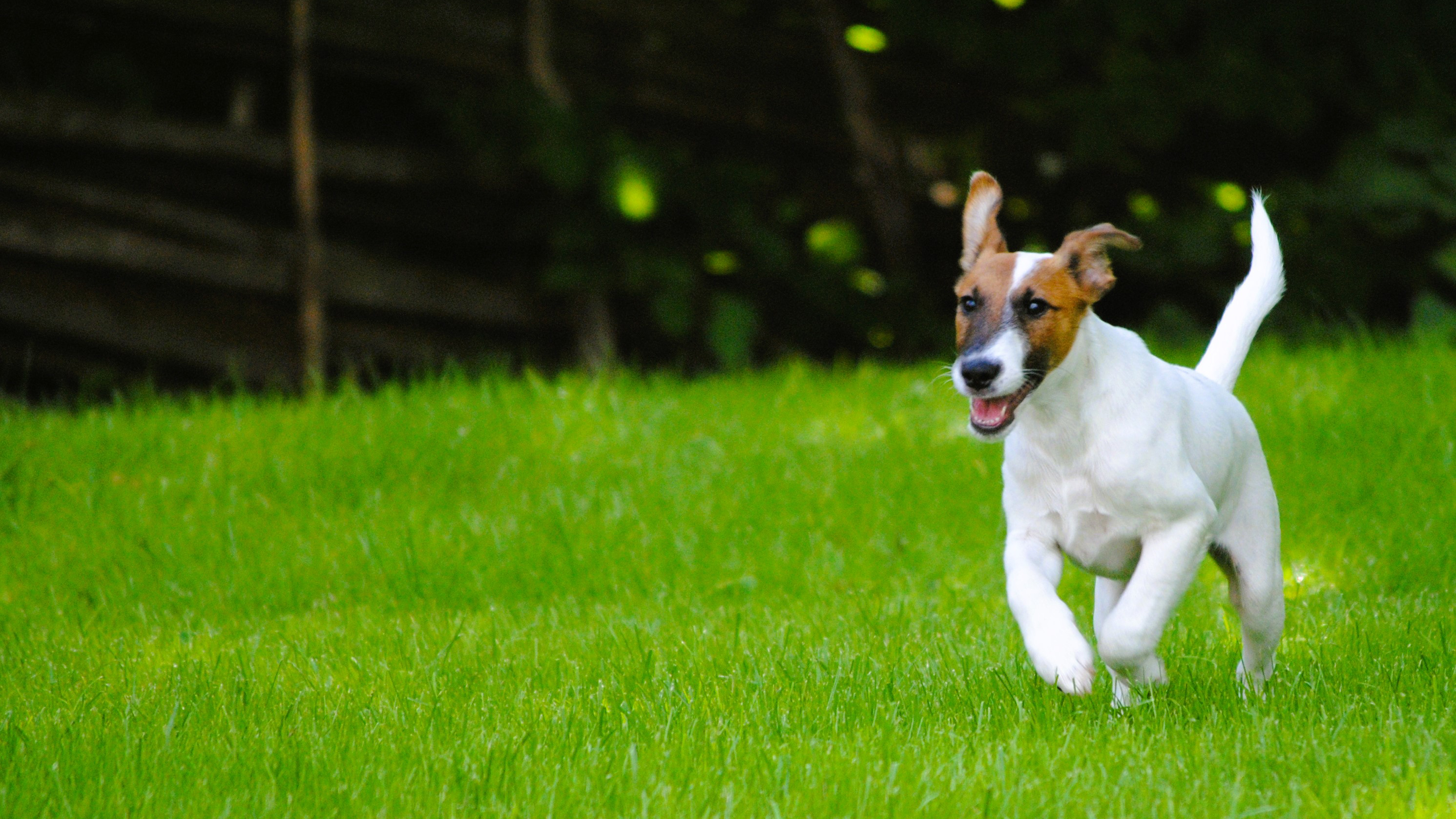 Foto av en liten hund som springer över en gräsmatta.