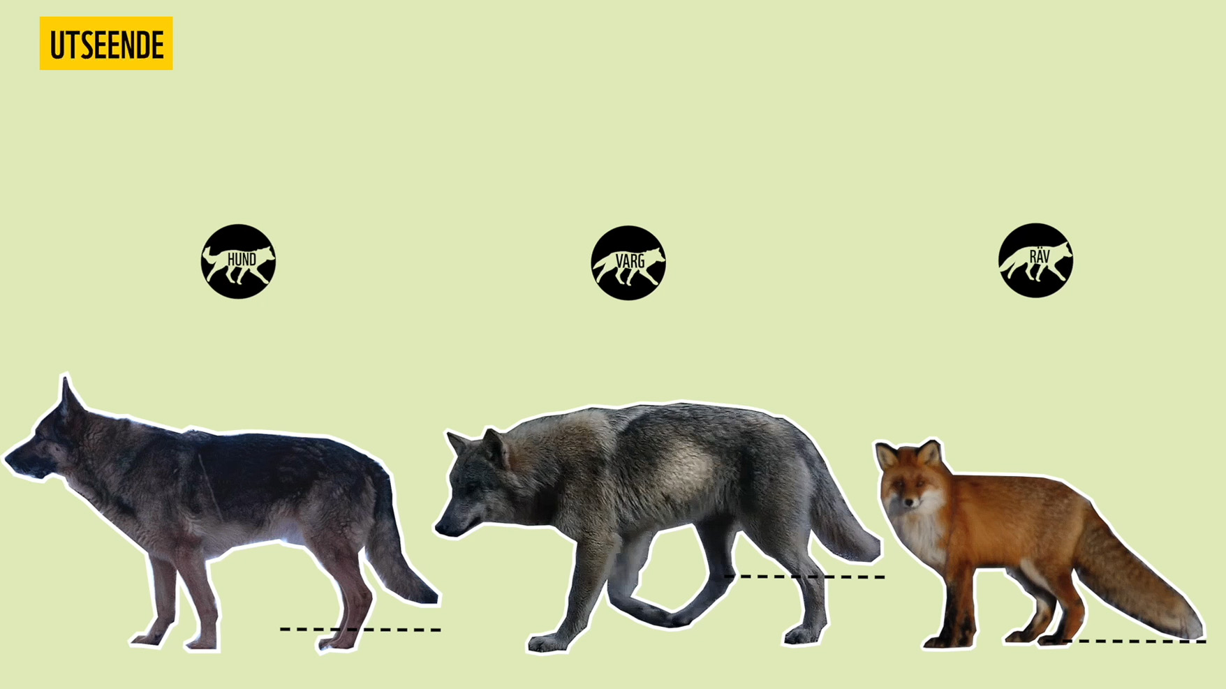 Illustration som jämför hund, varg och räv i profil mot ljusgrön bakgrund.
