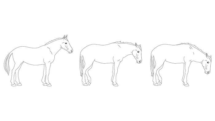Skiss av tre hästar mot vit bakgrund där de står med olika kroppshållning.