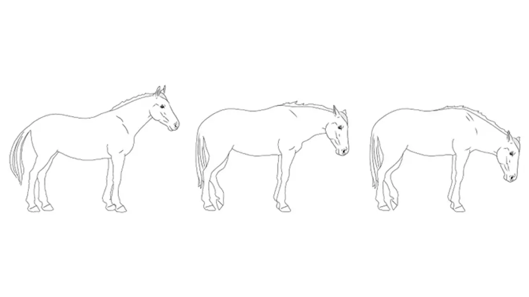 Skiss av tre hästar mot vit bakgrund där de står med olika kroppshållning.