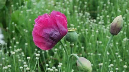 Poppy in a meadow