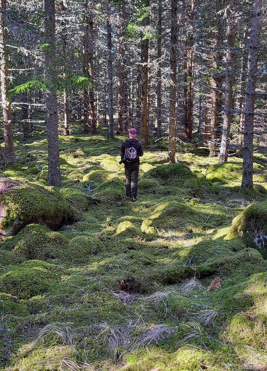 En person med röd keps, svart jacka och ryggsäck står i en tät skog. Marken är täckt av grön mossa och höga träd omger platsen. Solljus sipprar genom grenarna och skapar ljusfläckar på den mossiga marken. Foto.