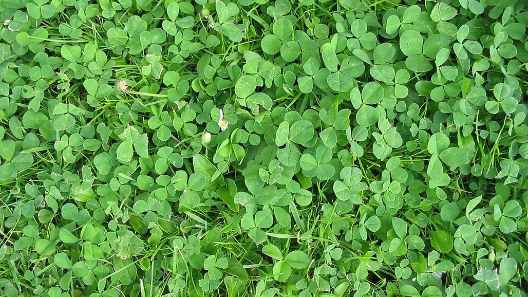 Gröna klöverblad. Foto.