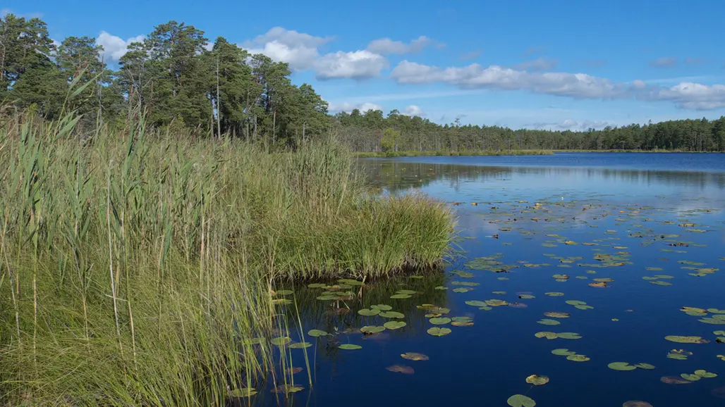 Vass, skog och vatten. Foto