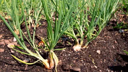 Foto av Grönt kulturarv®s potatislök 'Anna'. Fotot visar lökar med lång spretig och grön blast planterade i flera rader. Runtom syns öppen jord.