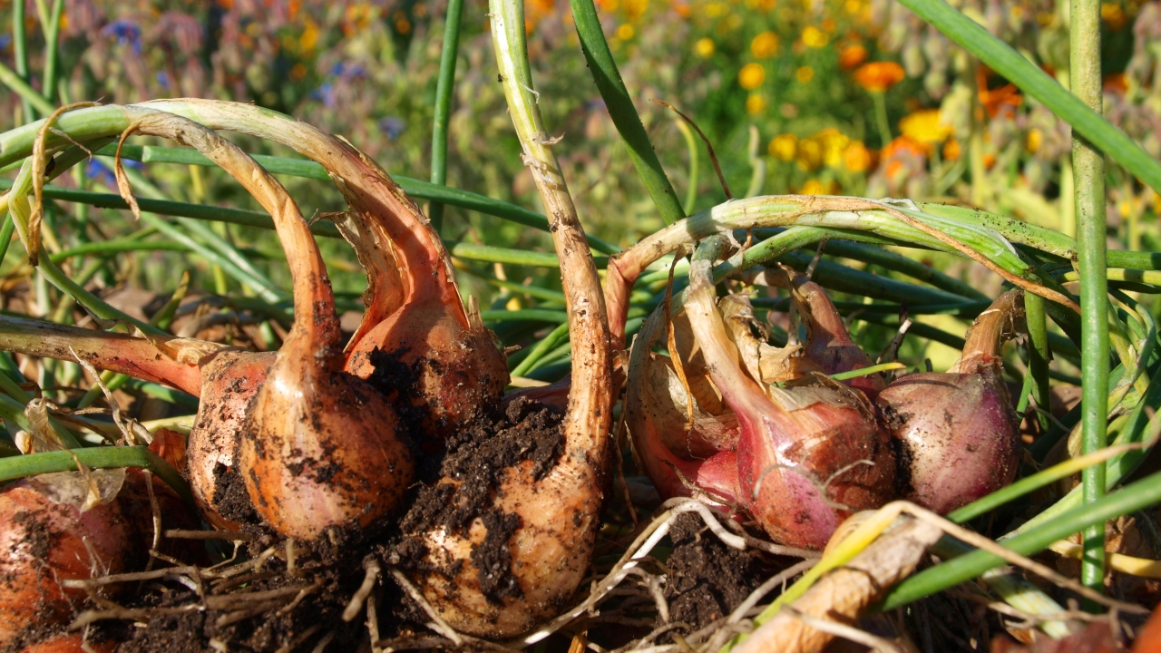 Foto av Grönt kulturarv®s potatislök 'Anna'. Fotot visar en med kluster av nyskördade lökar. Lökarna är små, brunrosa och har fortfarande jord och vita rötter kvar. Blasten är grön och sirlig. I bakgrunden syns blomster av bland annat ringblomma och blåklint, ett rött hus med svart tak och vitmålade fönster syns längre bort.