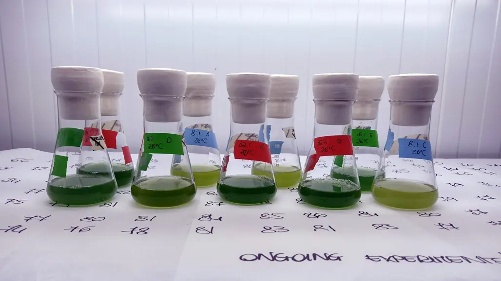 Kylskåp med e-kolvar med grönt vatten. Foto.