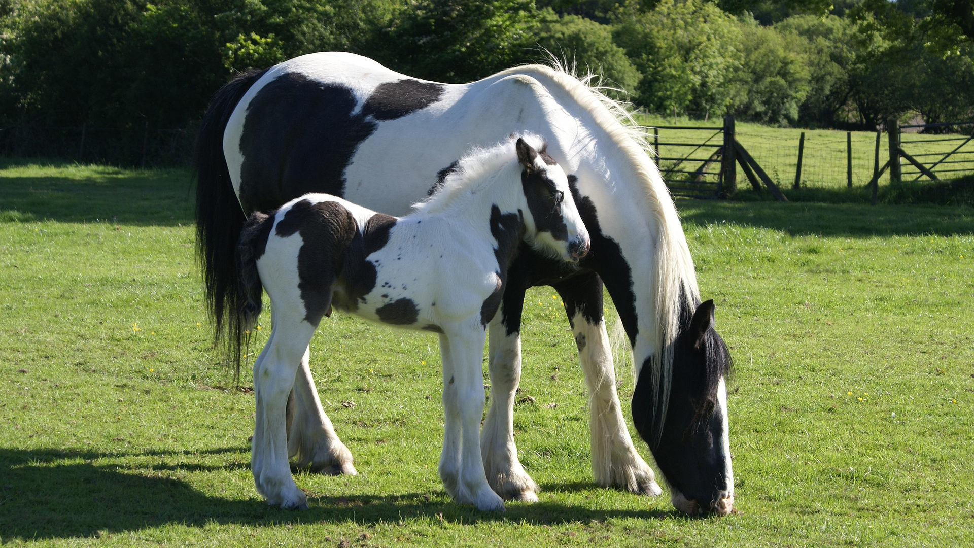 Foto av ett sto med föl av rasen tinker utomhus i en gräshage.