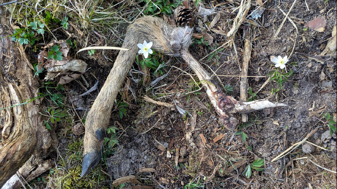 Ben från ett rådjur ligger på marken bland jord, växtdelar och kvistar, med små vita vårblommor intill. Foto.
