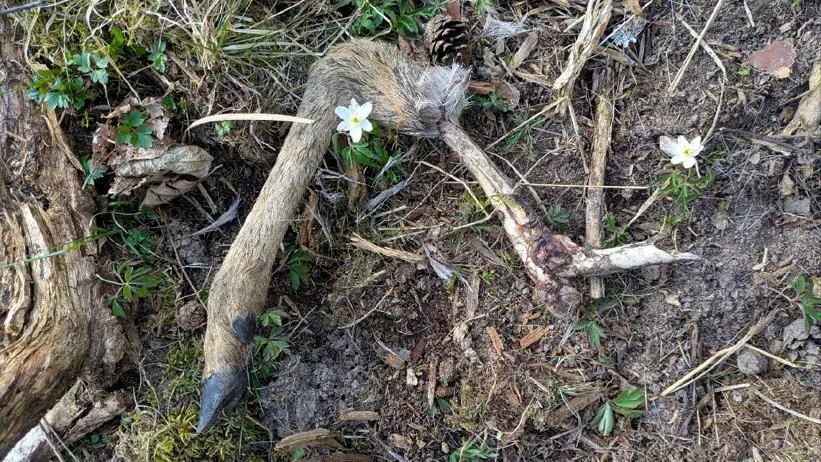 Ben från ett rådjur ligger på marken bland jord, växtdelar och kvistar, med små vita vårblommor intill. Foto.